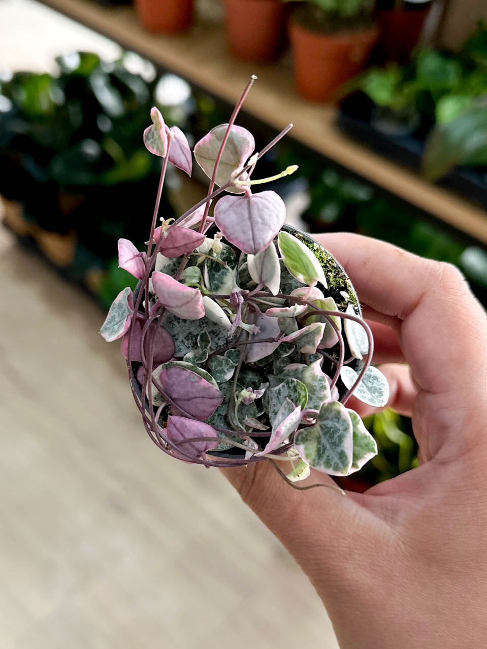 Ceropegia WOODII VARIEGATA