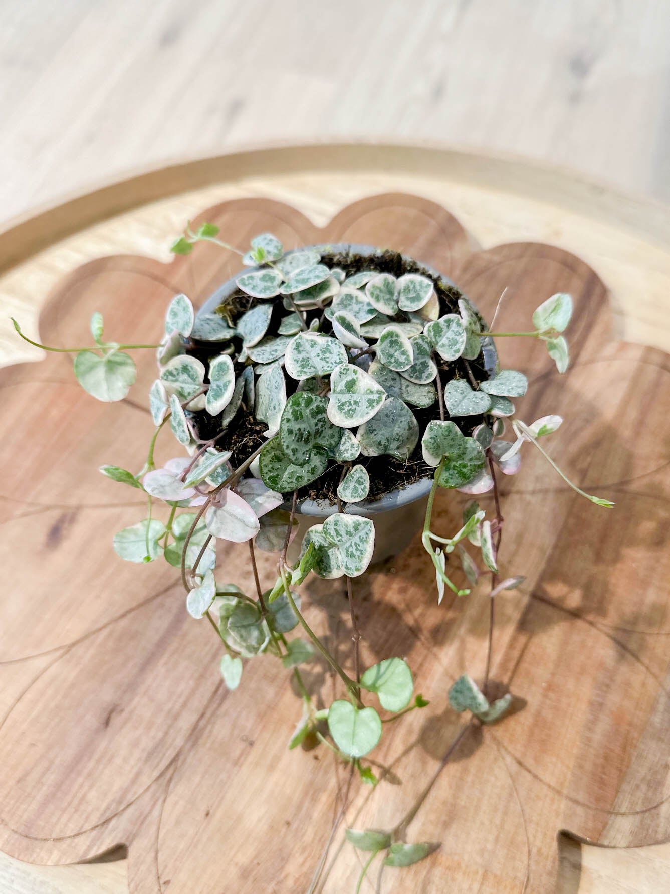 Ceropegia WOODII VARIEGATA
