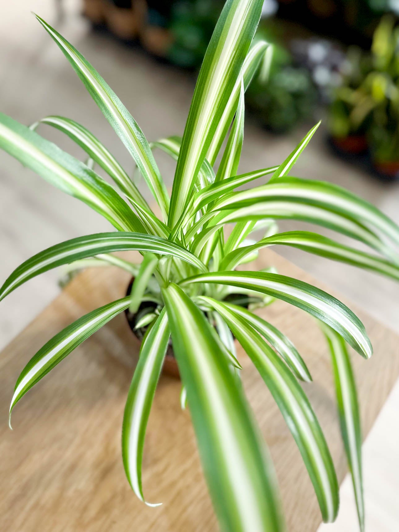 CHLOROPHYTUM