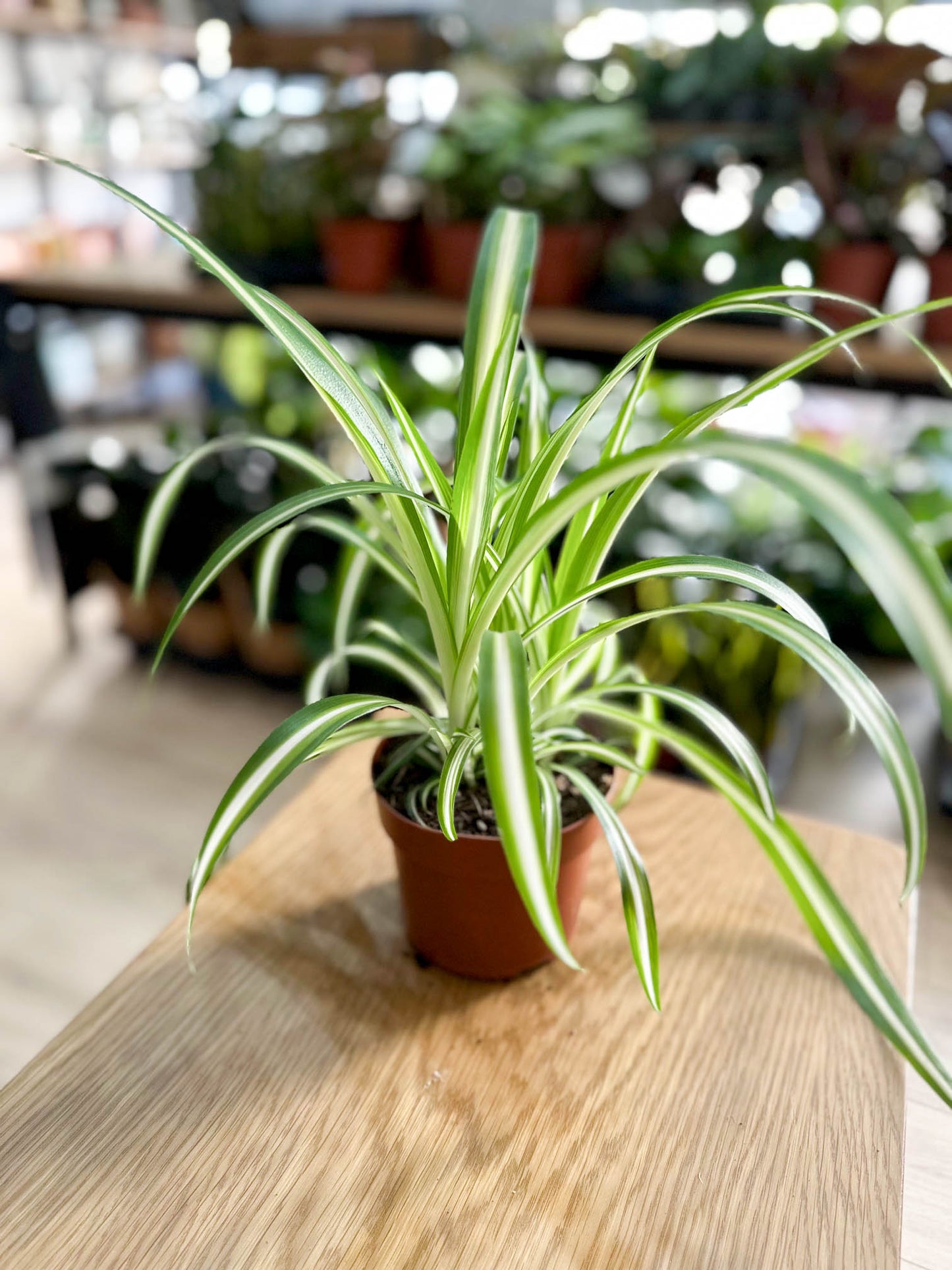 CHLOROPHYTUM
