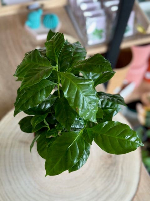 COFFEA
