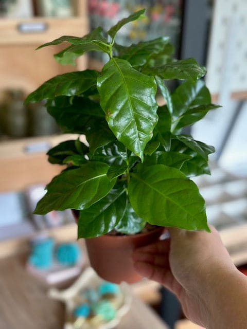 COFFEA