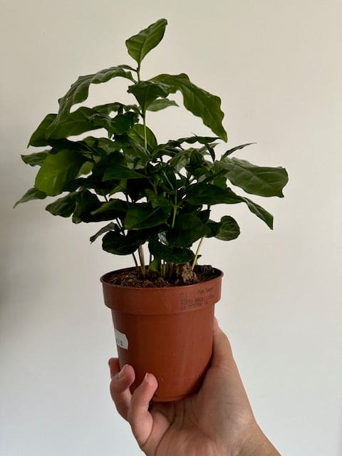 COFFEA