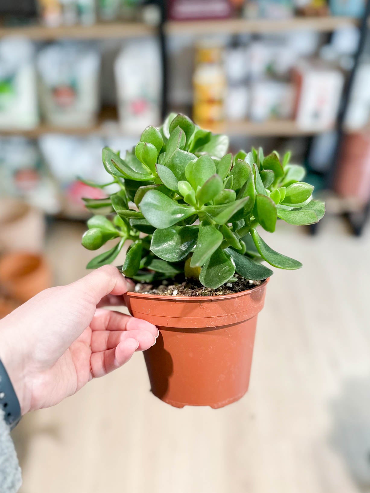 Crassula ovata SUNSET