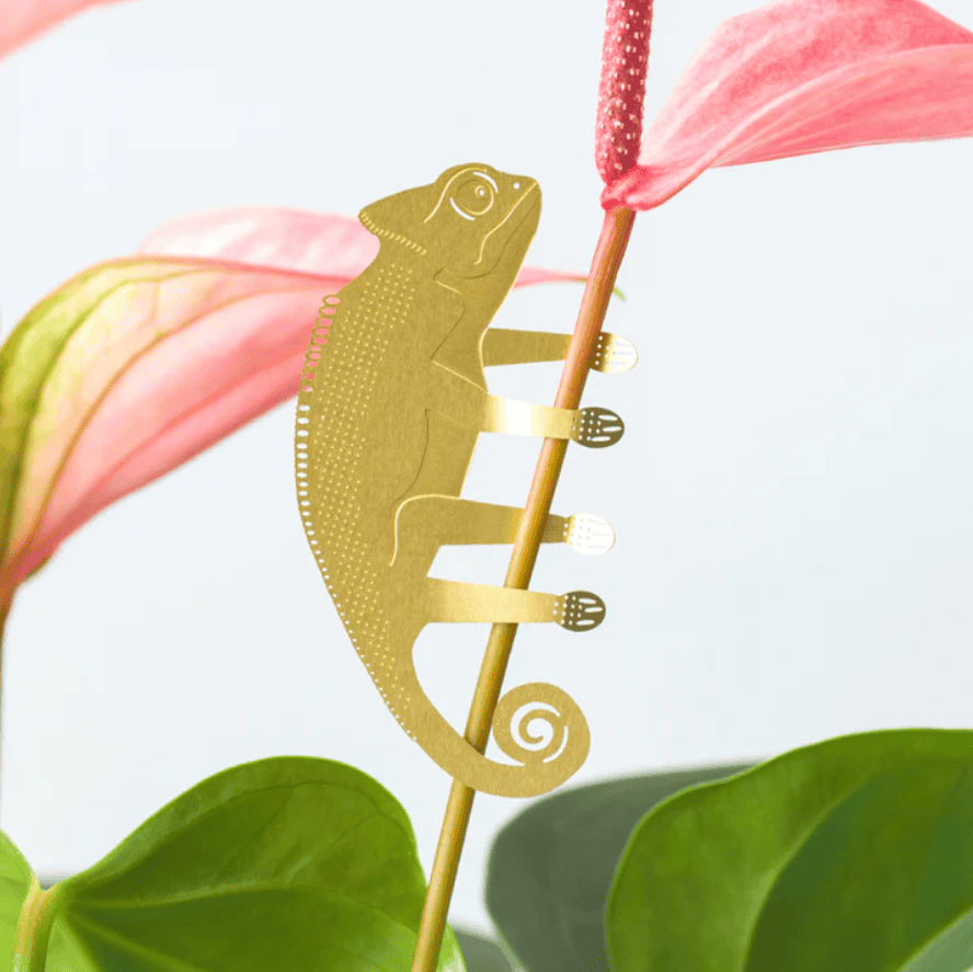 Plant animal - CAMÉLÉON