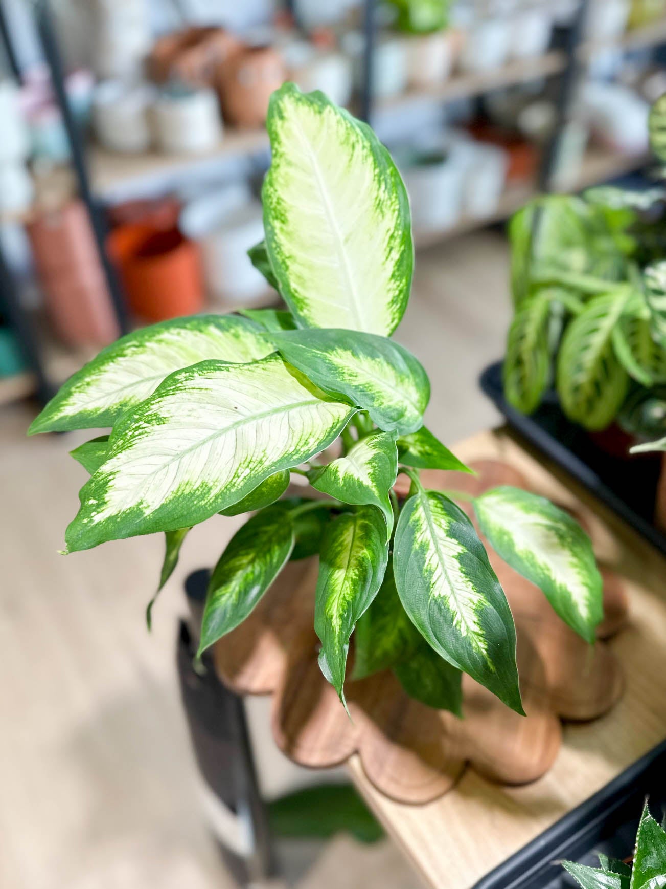 Dieffenbachia CAMILLA