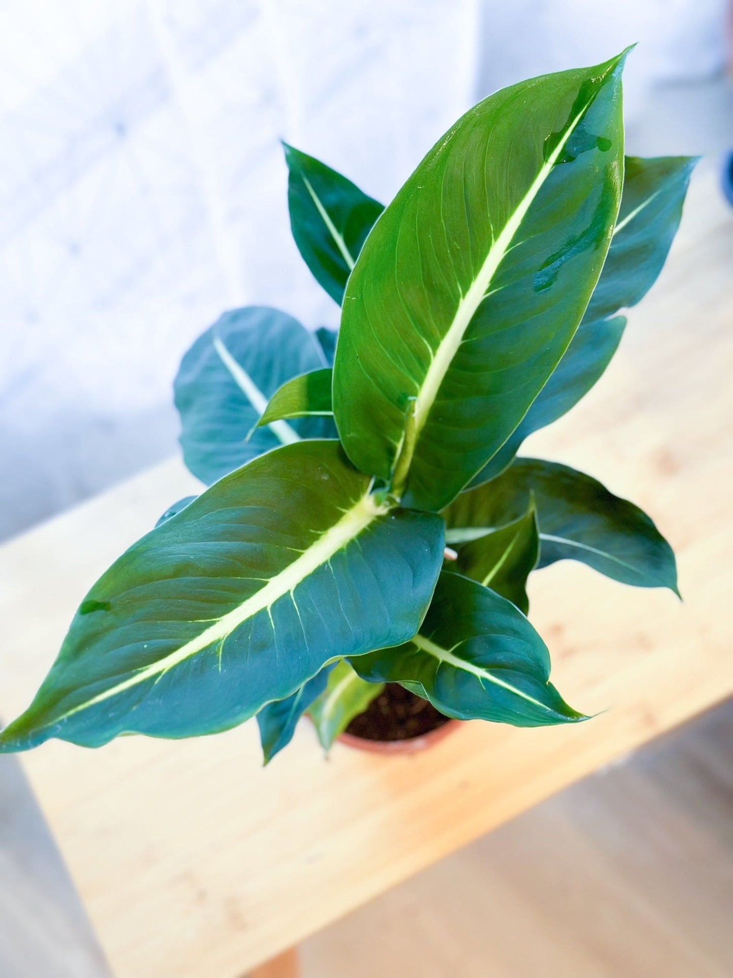 Dieffenbachia GREEN MAGIC