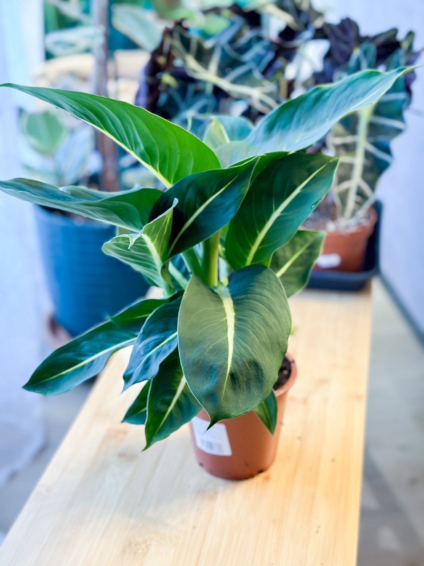 Dieffenbachia GREEN MAGIC