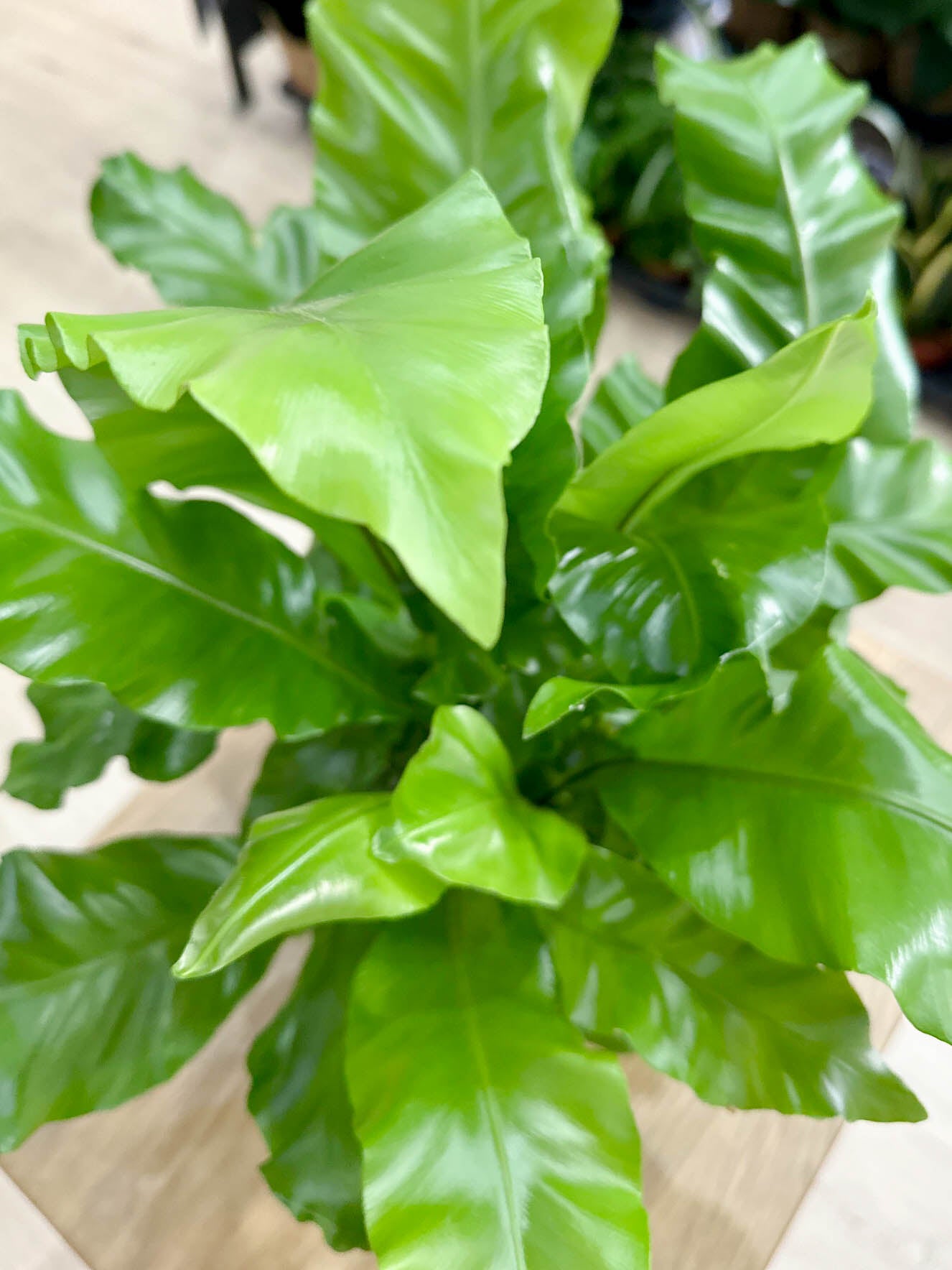 Fougère ASPLENIUM