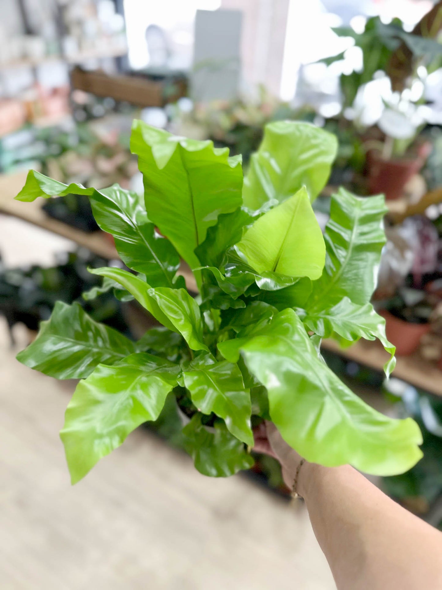 Fougère ASPLENIUM