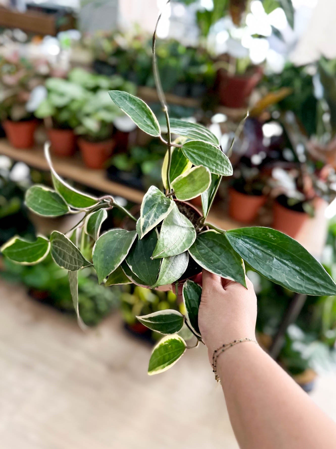 Hoya MACROPHYLLA
