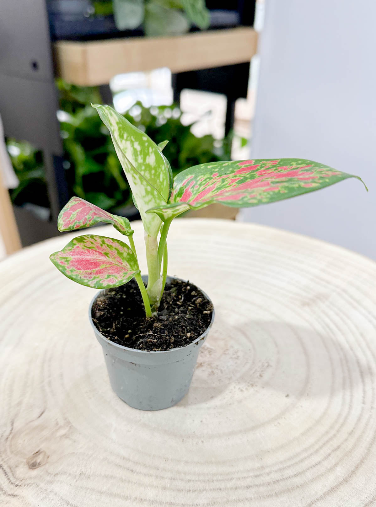 Aglaonema RED ZIRCON D6