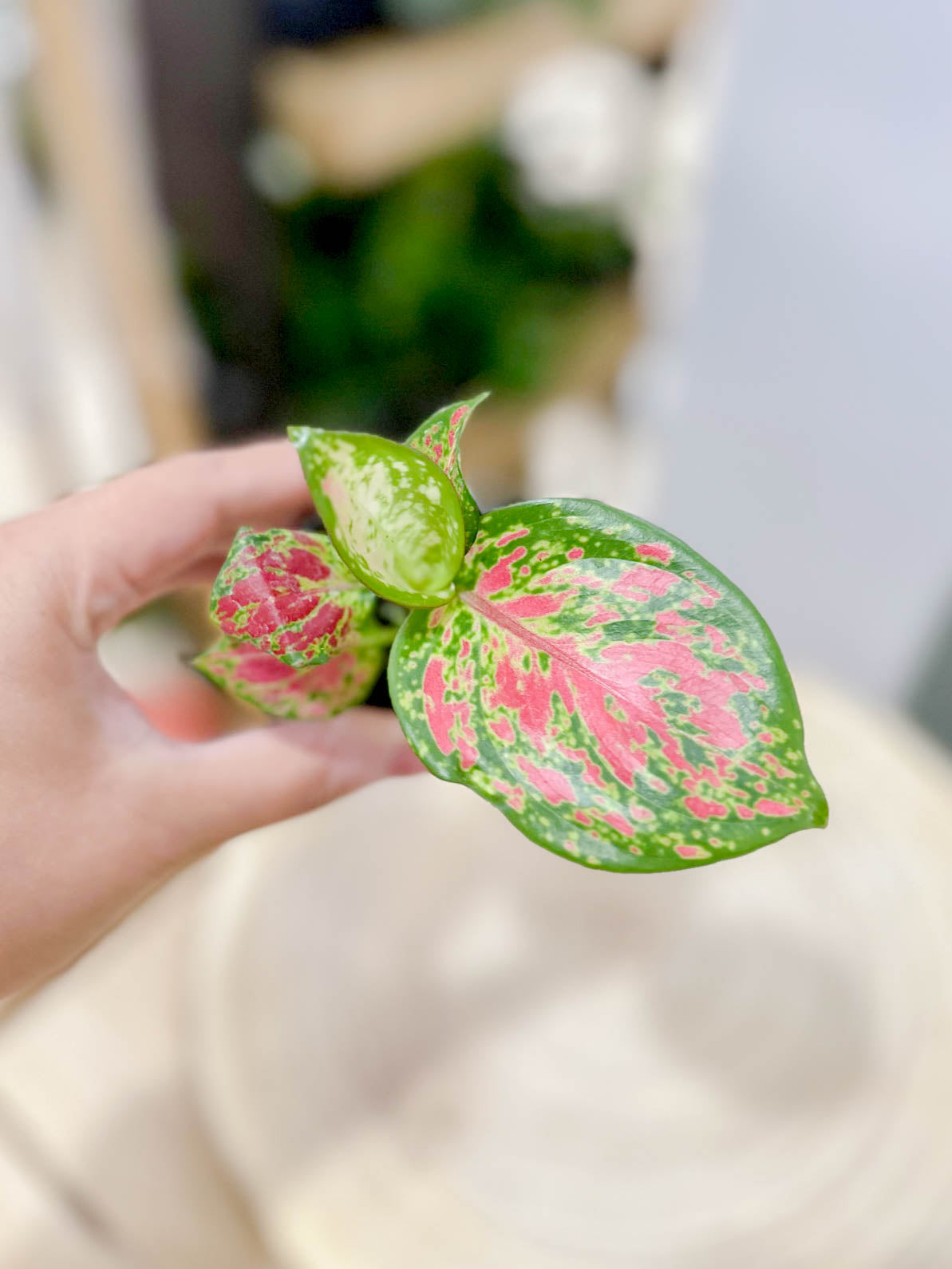 Aglaonema RED ZIRCON D6