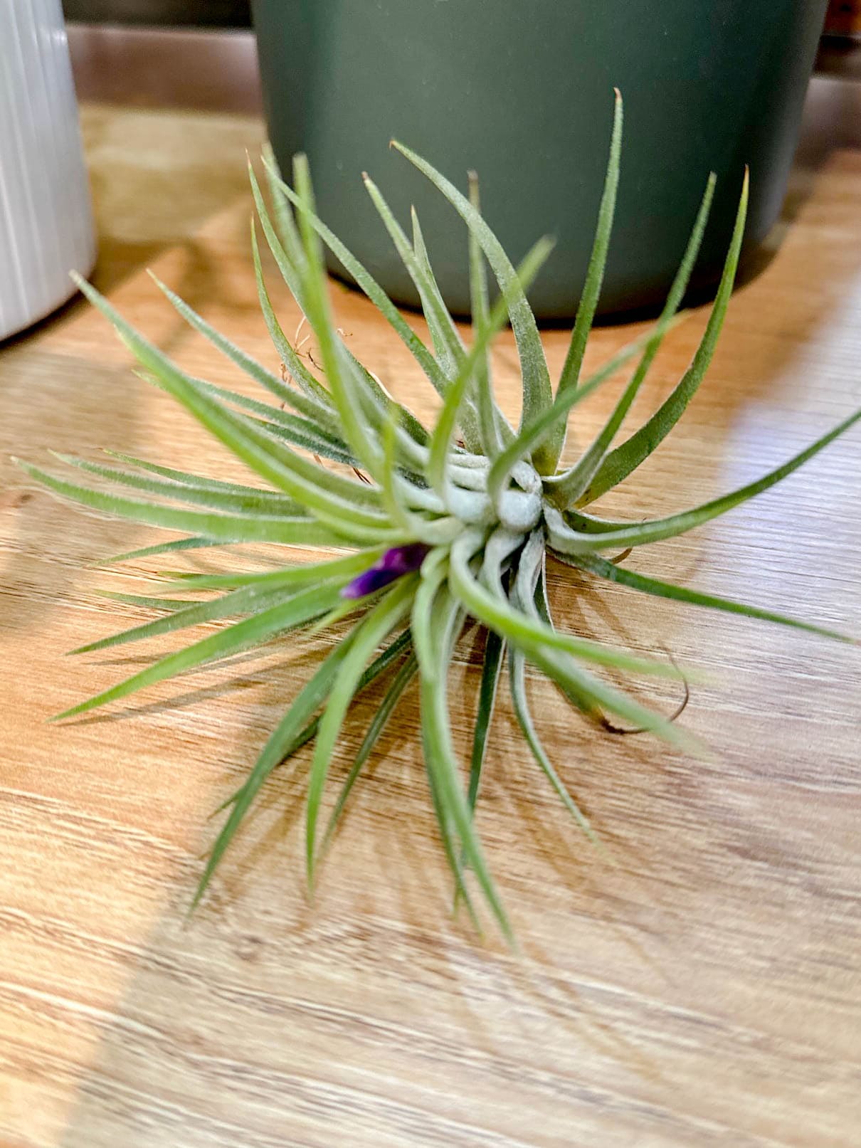 Tillandsia IONANTHA vert