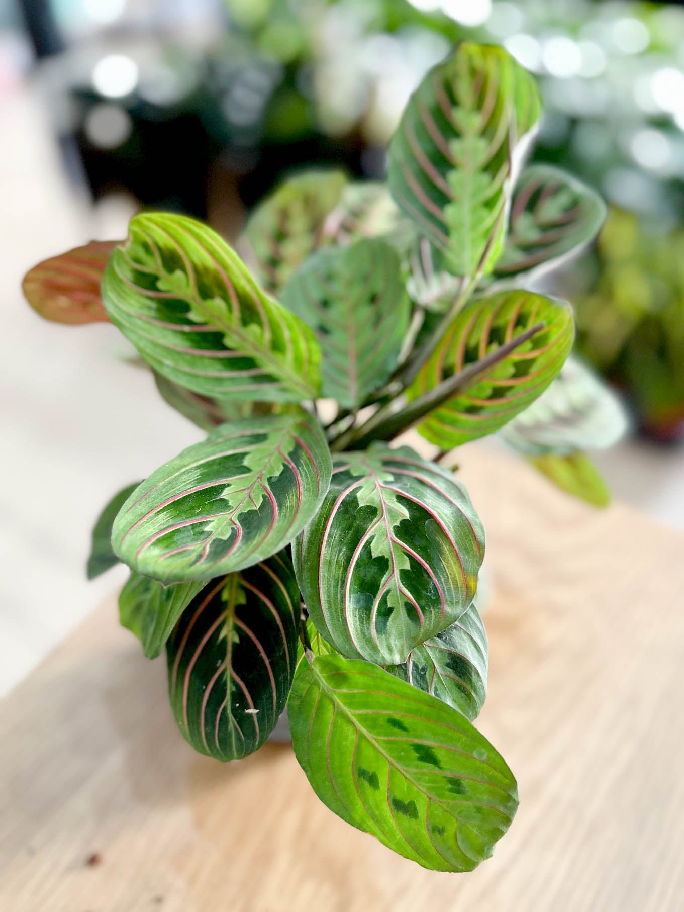 Maranta FASCINATOR