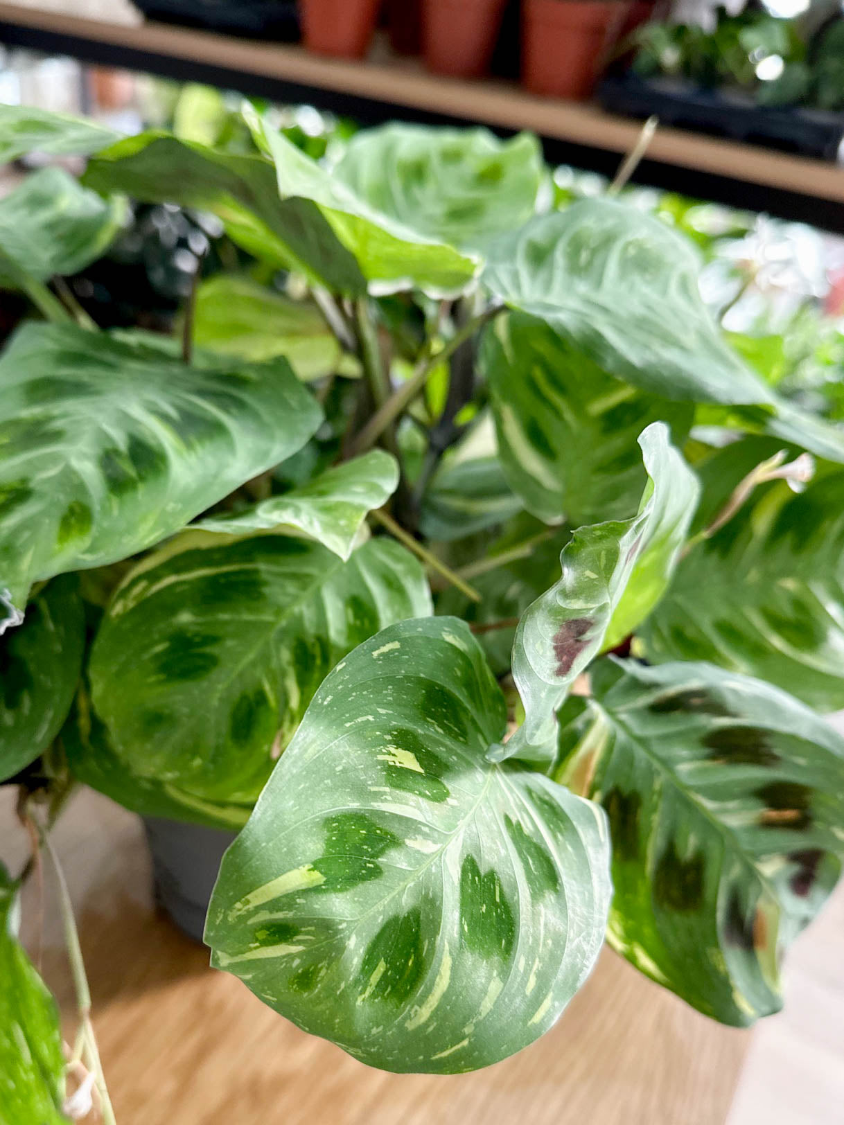Maranta KERCHOVEANA VARIEGATA