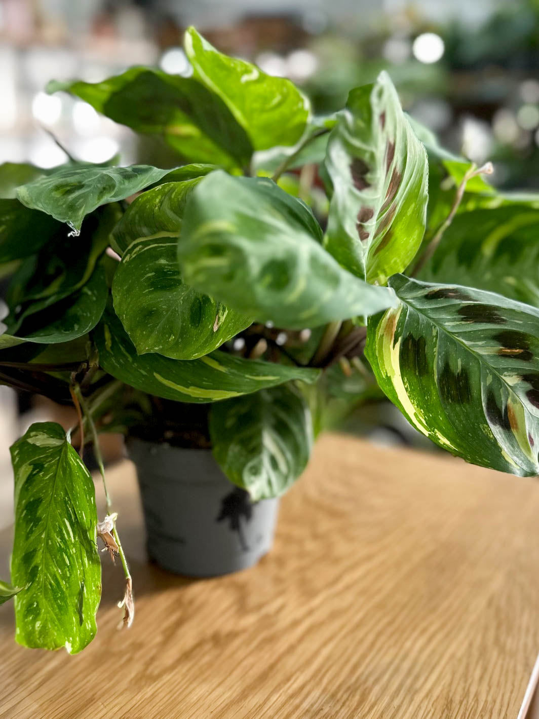 Maranta KERCHOVEANA VARIEGATA