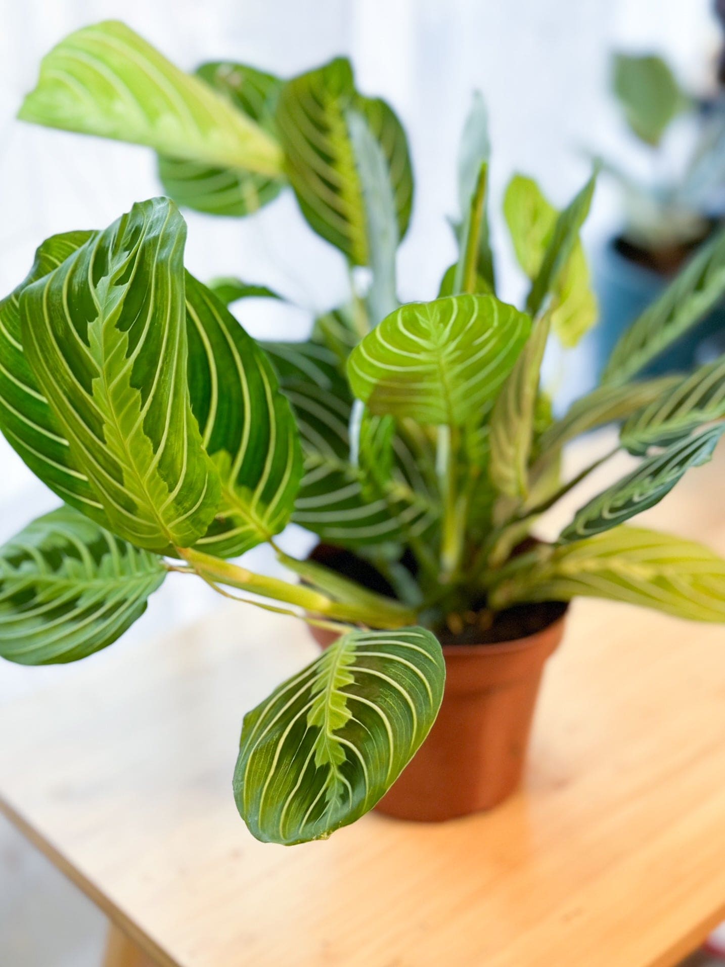 Maranta LEMON LIME