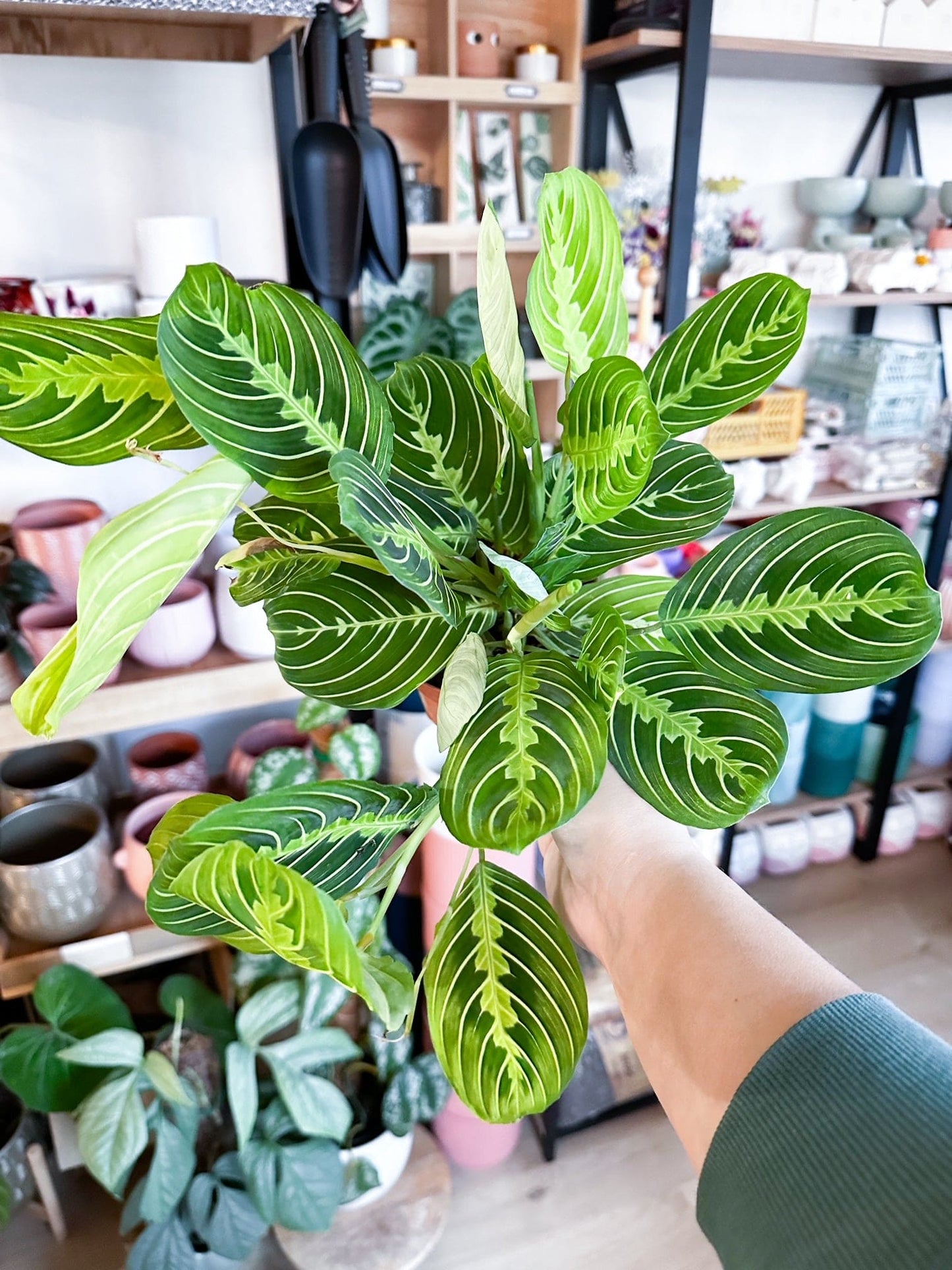 Maranta LEMON LIME