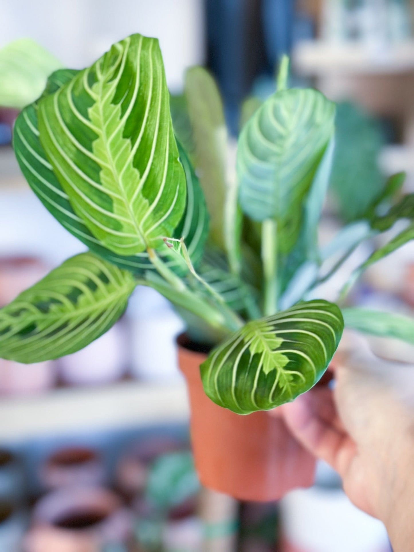 Maranta LEMON LIME