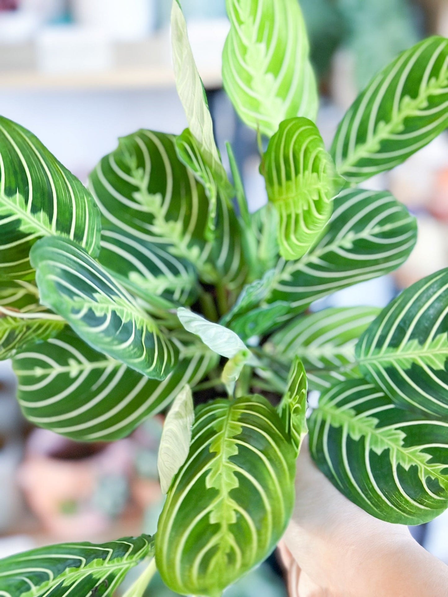 Maranta LEMON LIME
