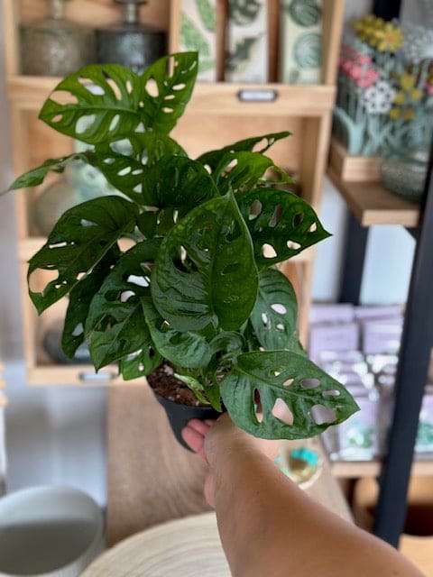 Monstera ADANSONII