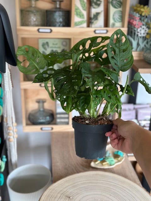 Monstera ADANSONII