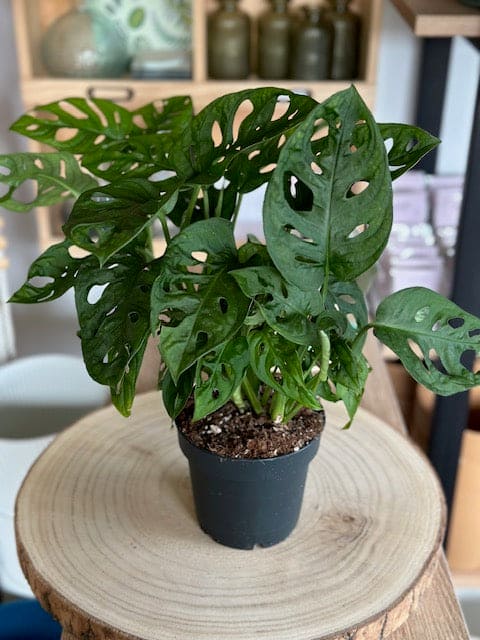 Monstera ADANSONII