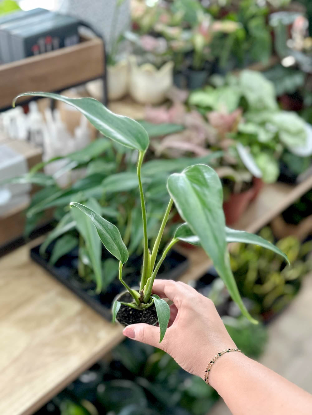 Monstera BURLE MARX FLAME