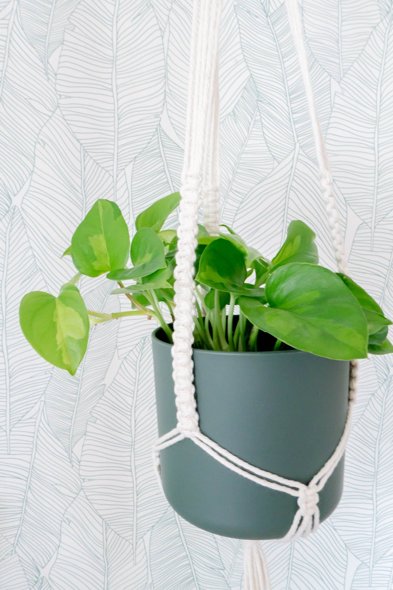 Porte plante WILD