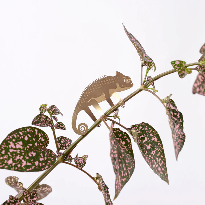 Plant animal - CAMÉLÉON
