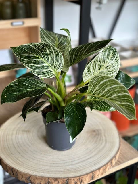 Philodendron BIRKIN
