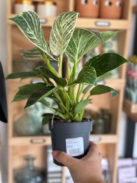 Philodendron BIRKIN
