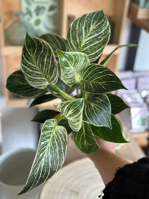 Philodendron BIRKIN
