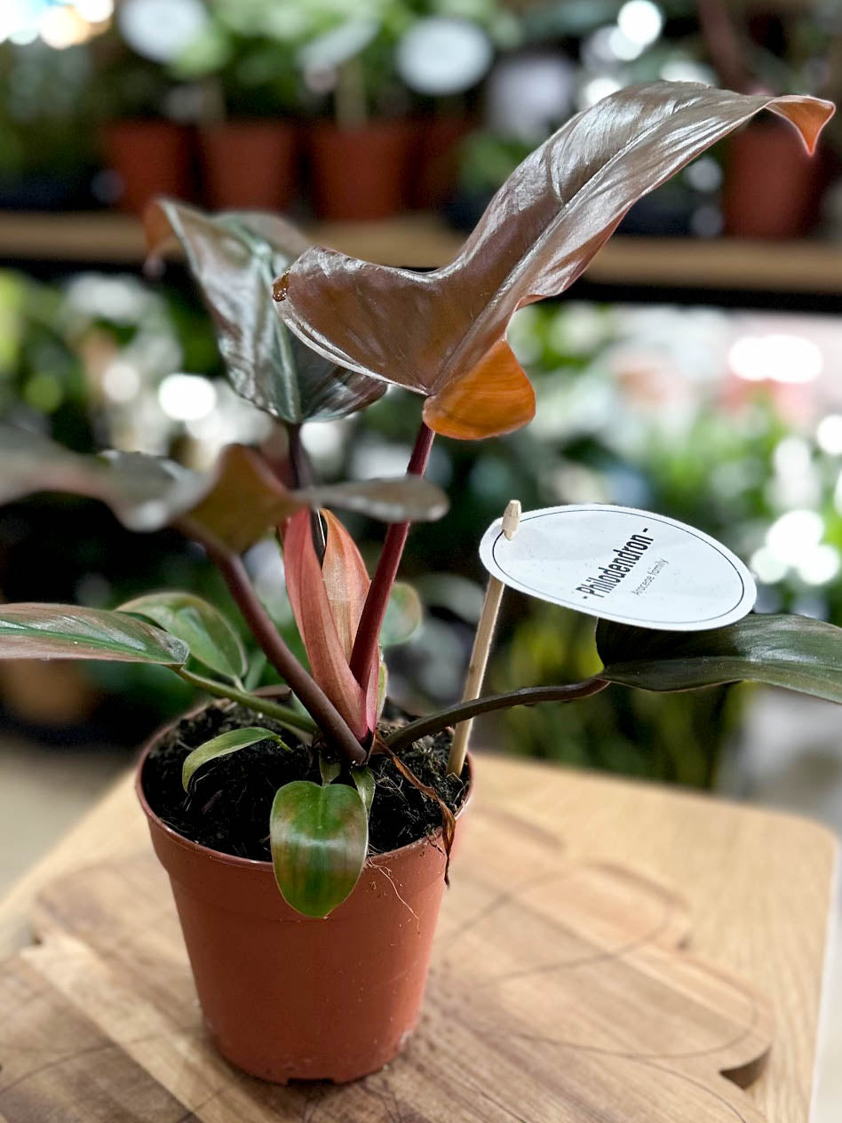 Philodendron FLORIDA BRONZE