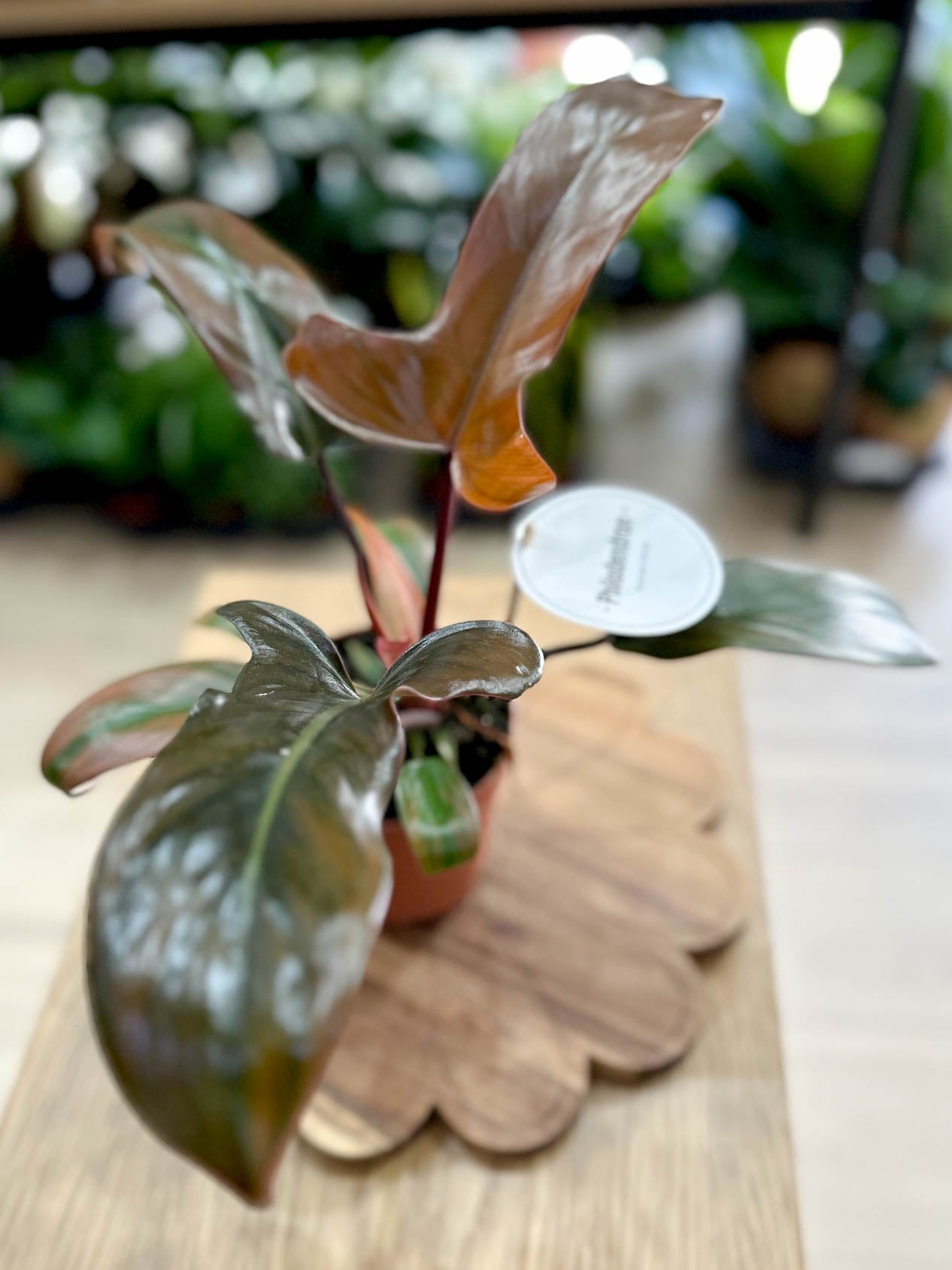 Philodendron FLORIDA BRONZE
