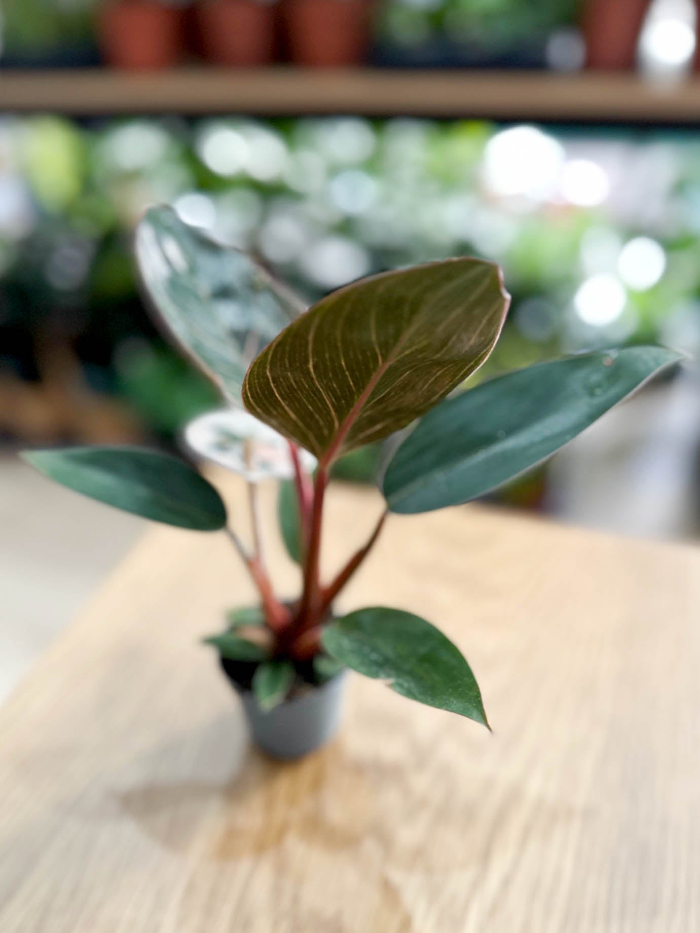 Philodendron PINK BIRKIN