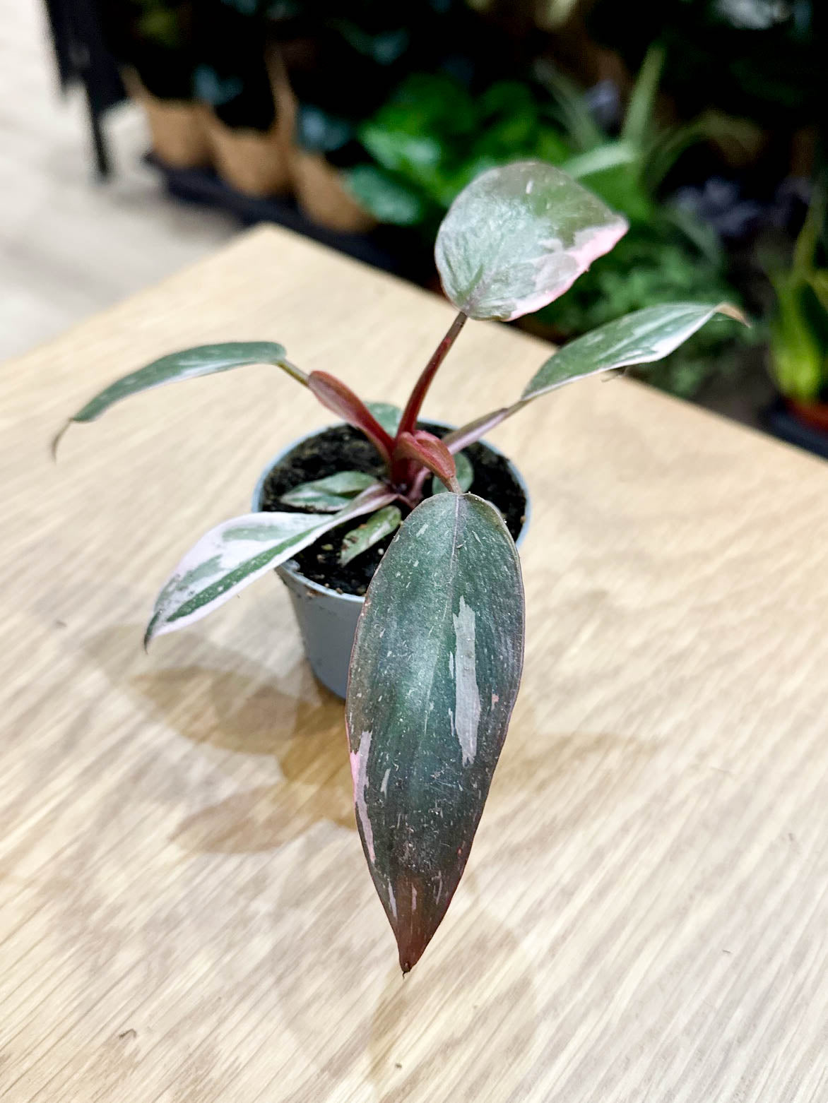 Philodendron PINK PRINCESS MARBLE
