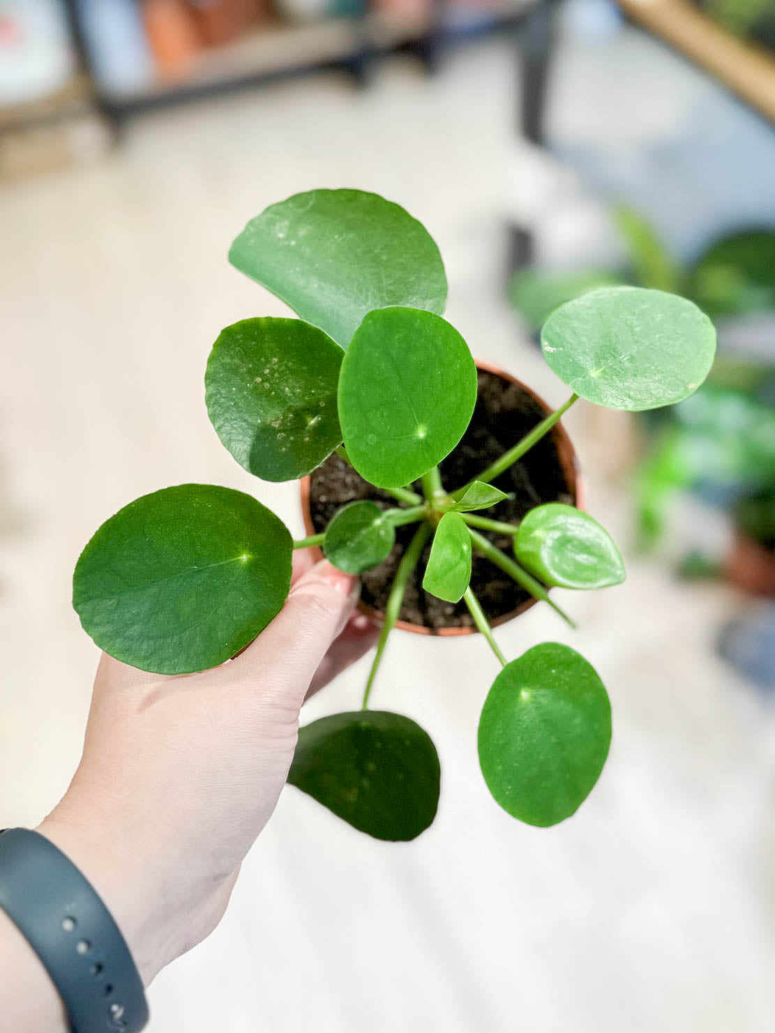 Pilea PEPEROMIOIDES