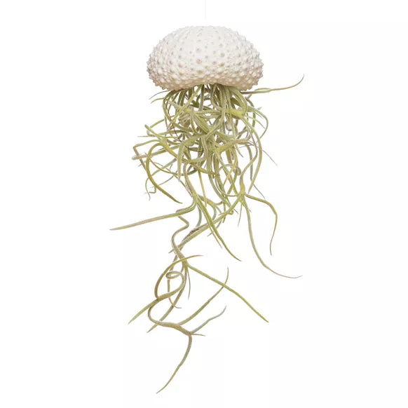 TILLANDSIA usneoides petite méduse blanche