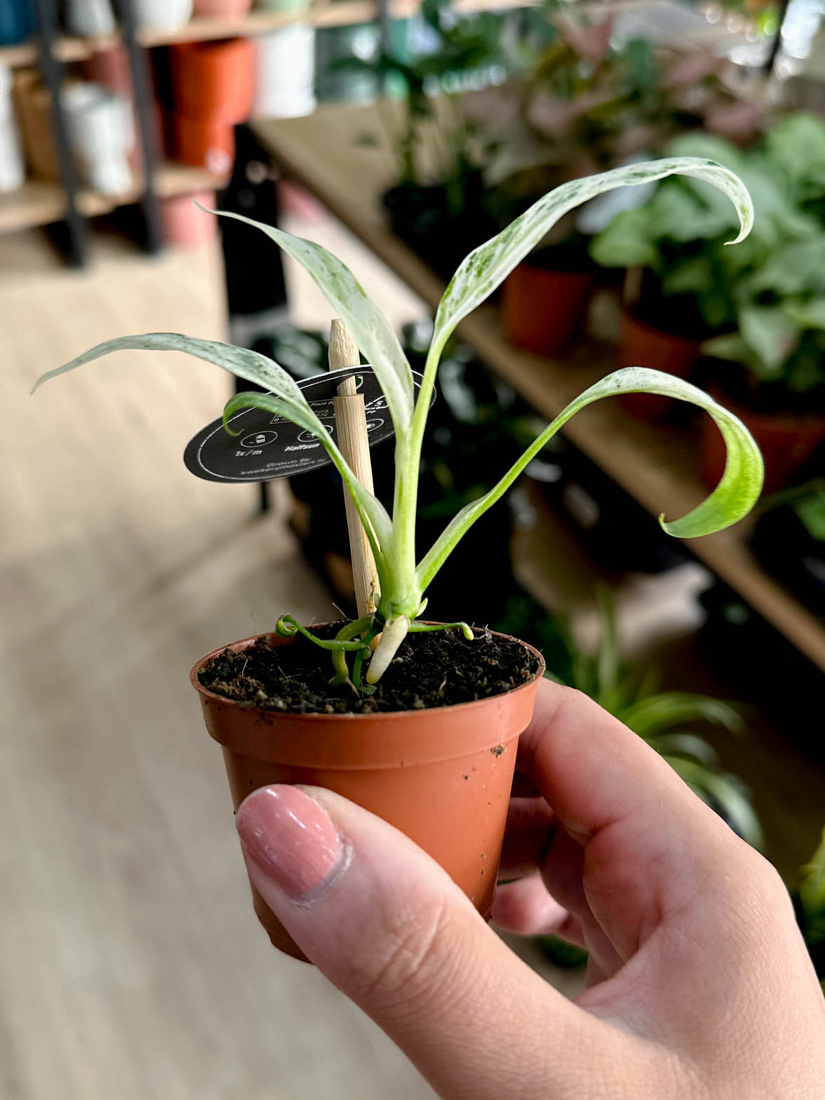 Rhaphidophora PUBERULA VARIEGATA