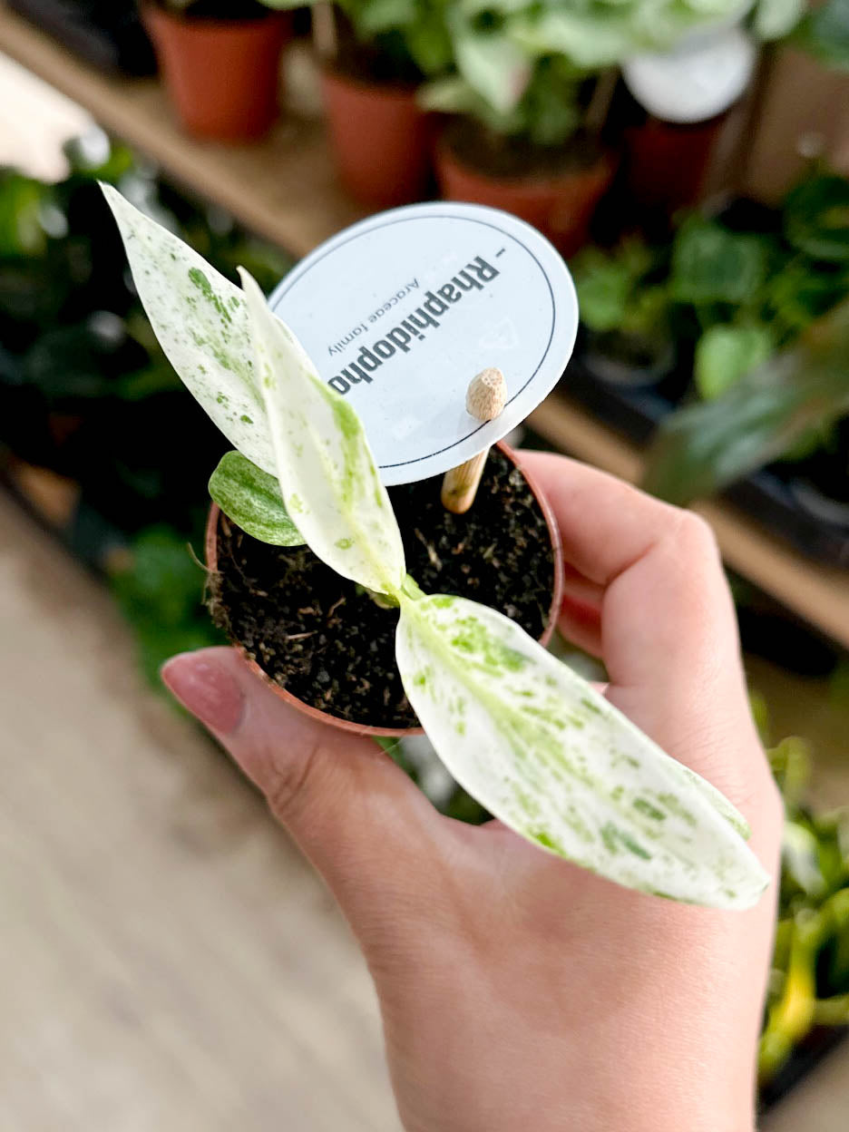 Rhaphidophora PUBERULA VARIEGATA