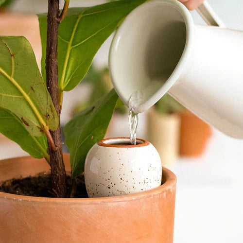 Olla Pepin - Blanc grainé