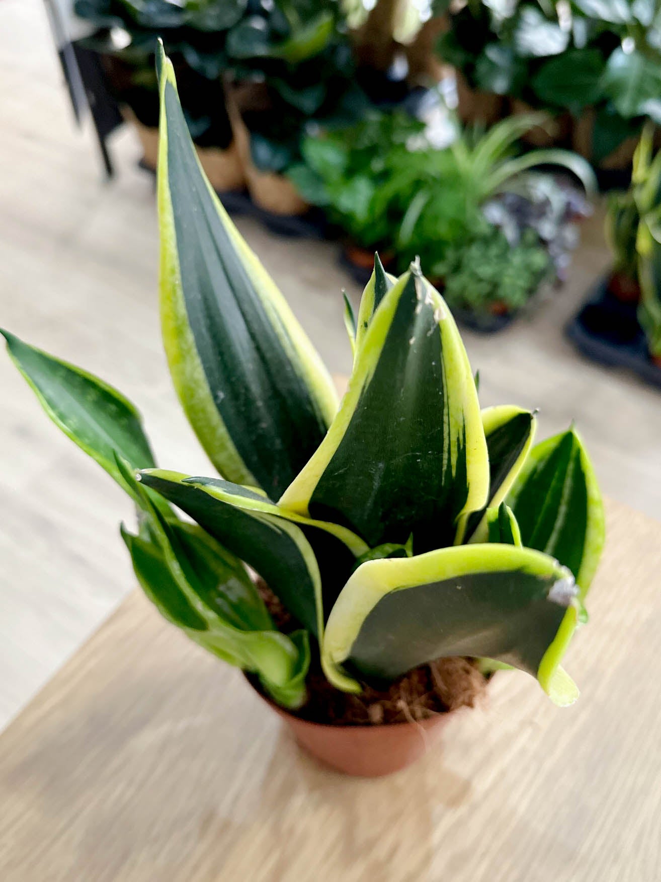 Sansevieria BLACK GOLD