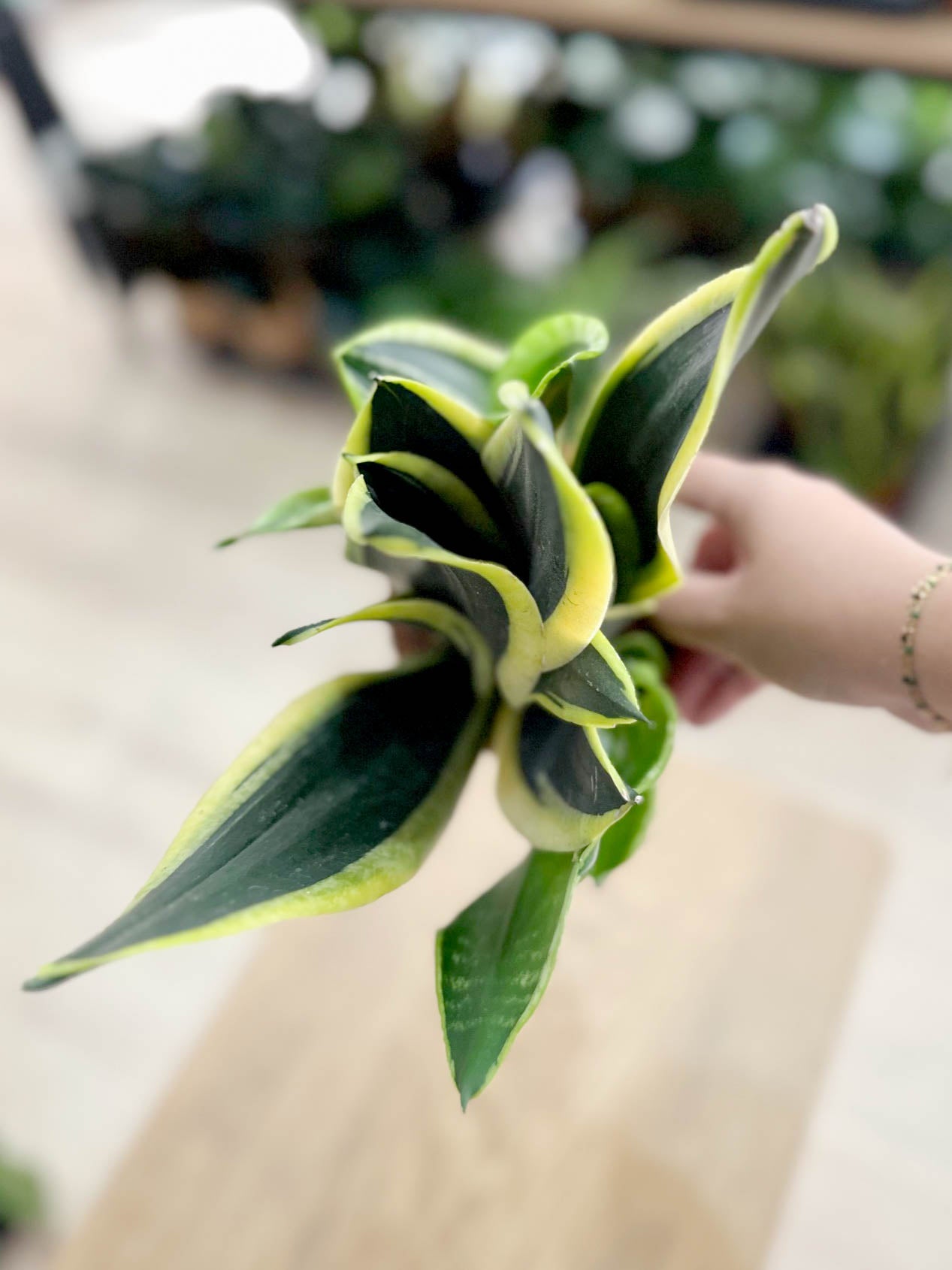 Sansevieria BLACK GOLD