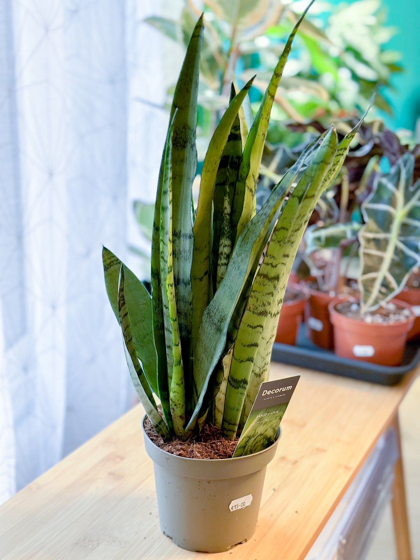 Sansevieria SPEARMINT