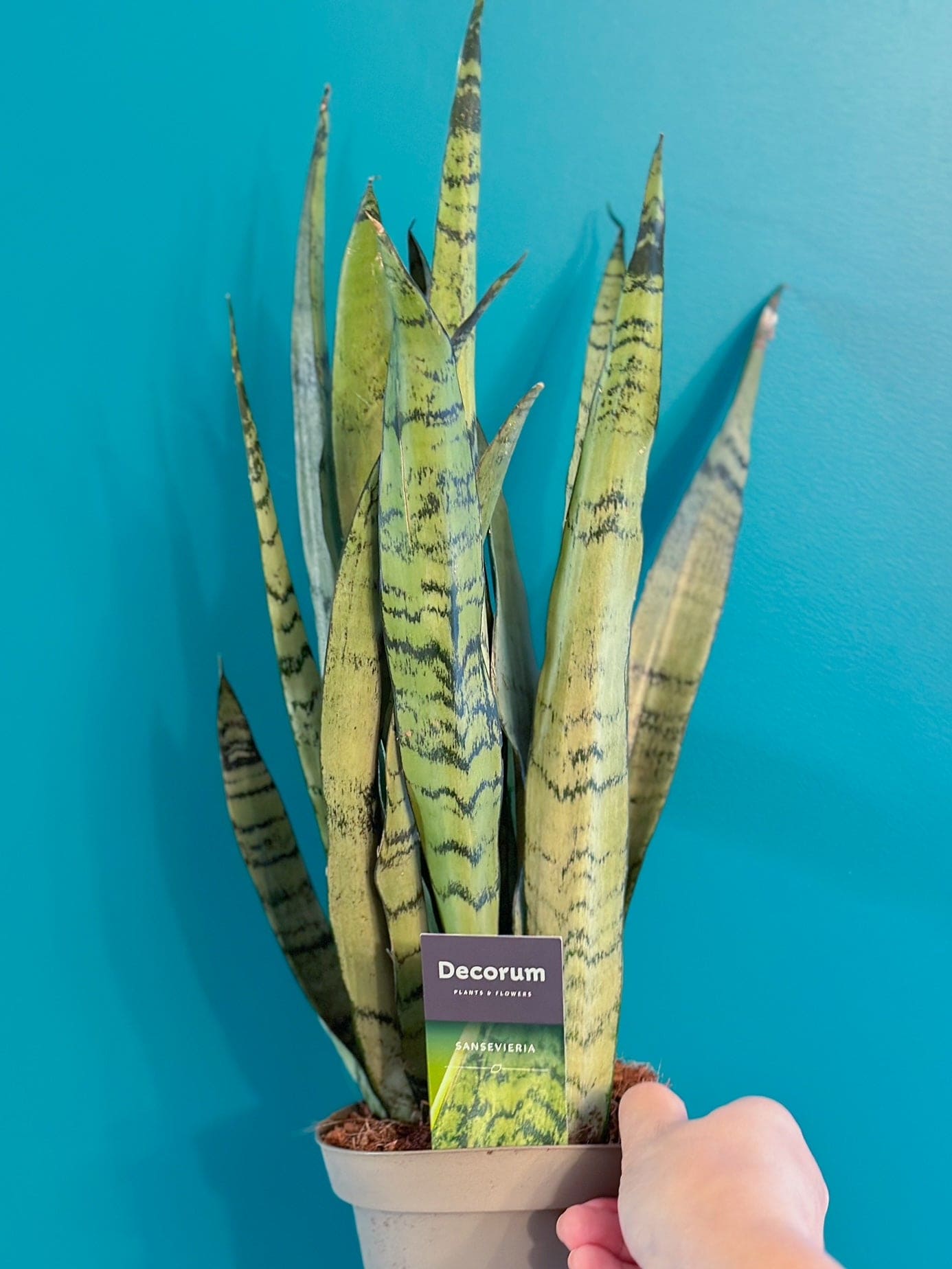 Sansevieria SPEARMINT