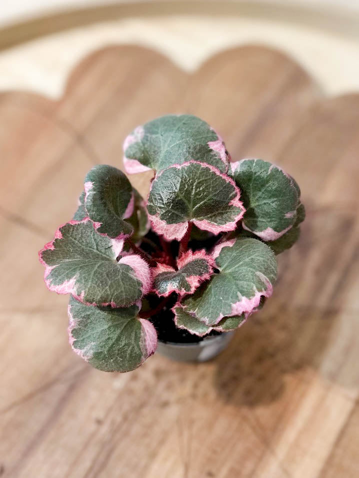 Saxifraga STOLONIFERA VARIEGATA