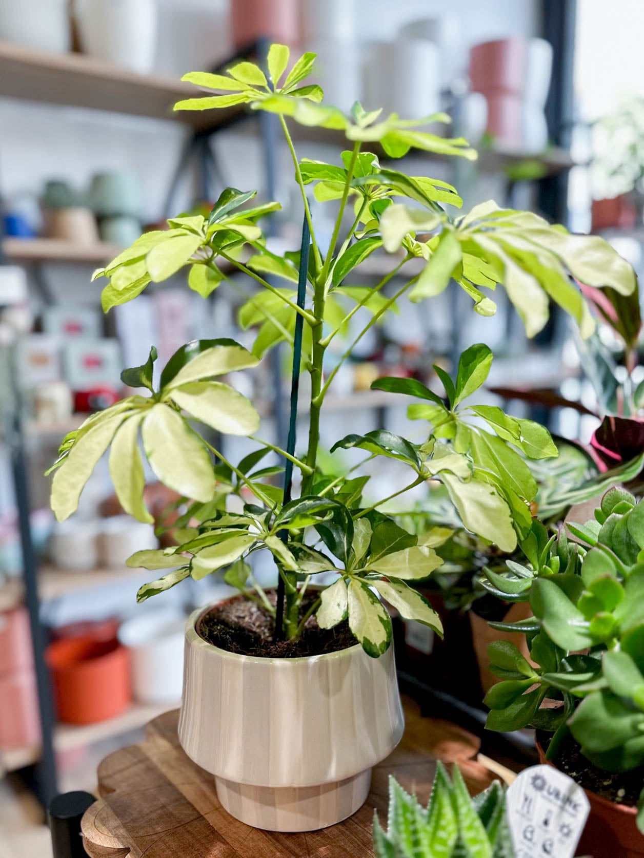 Schefflera MELANIE