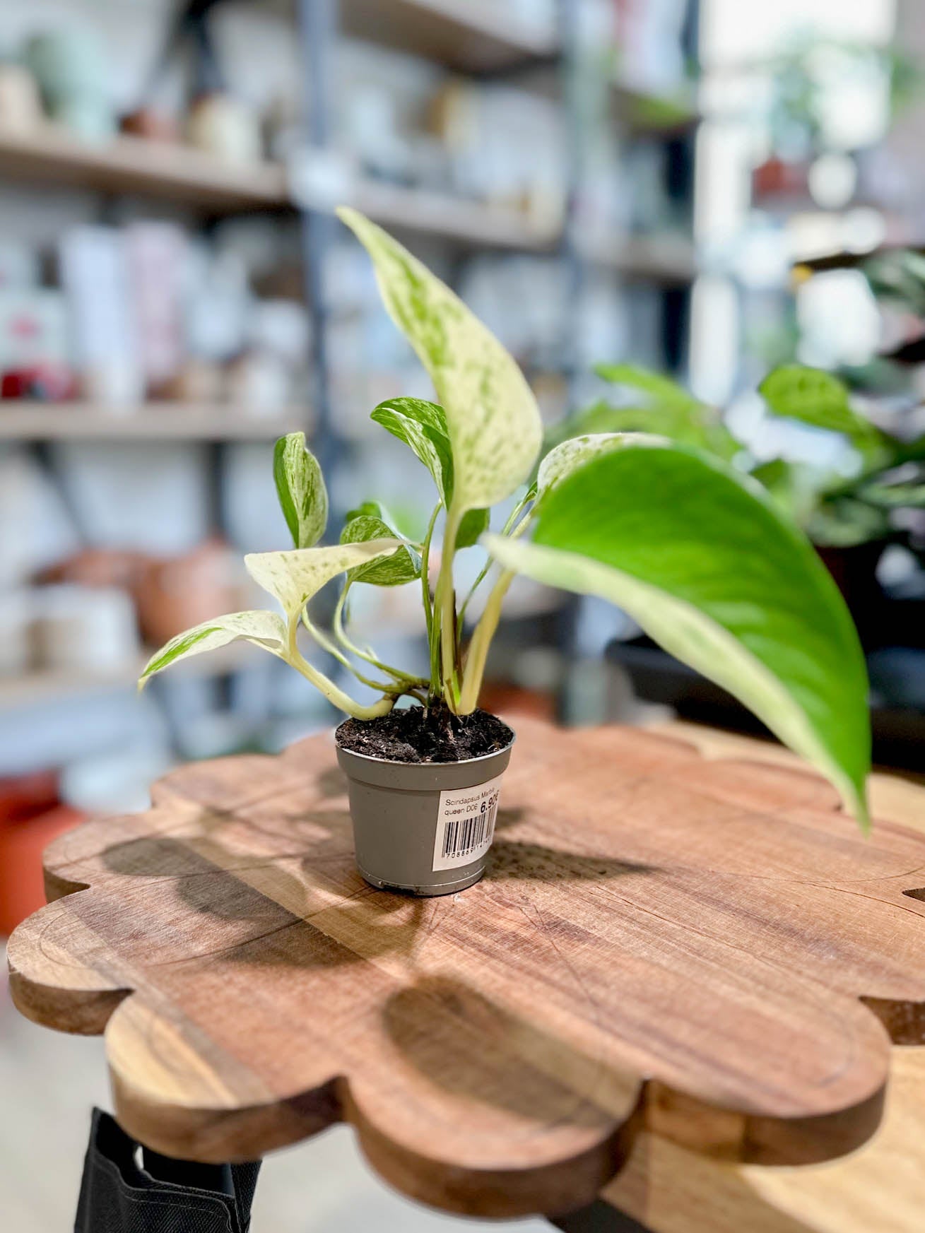 Scindapsus MARBLE QUEEN